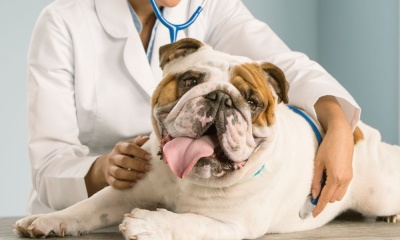 Veterinarios: Guardianes de la alimentación y la salud