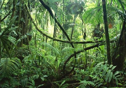 El futuro le pertenece a las zonas tropicales
