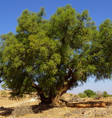 El polifacético árbol del argán