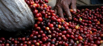 La FAO alerta sobre la volatilidad de los precios del café, el cacao y el té