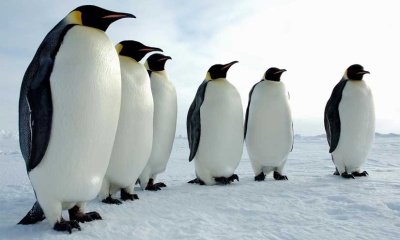 El pingüino, en peligro por el cambio climático y la contaminación