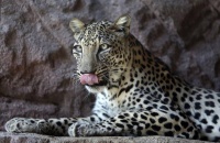 10 de febrero: Día Internacional del Leopardo Árabe