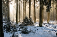 Los bosques boreales: grandes desconocidos a pesar de ser el segundo pulmón terrestre del planeta