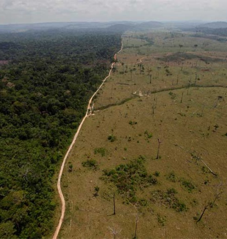 Sudamérica registra la mayor pérdida de bosques del planeta en la última década