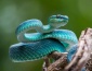16 de julio: Día Mundial de la Serpiente