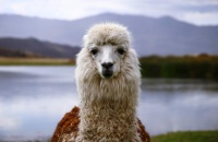 Feria Regional de la Llama en San Antonio de los Cobres