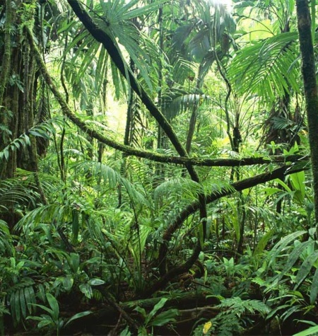 El futuro le pertenece a las zonas tropicales