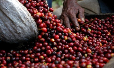 La FAO alerta sobre la volatilidad de los precios del café, el cacao y el té