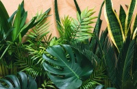 Bioseguridad vegetal para la seguridad alimentaria