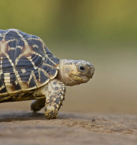 23 de mayo: Día Mundial de la Tortuga