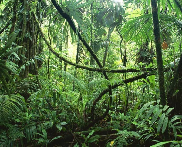 El futuro le pertenece a las zonas tropicales