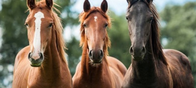 El caballo, compañero eterno