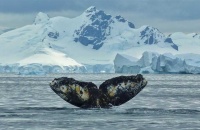 23 de julio: Día Mundial contra la Caza de Ballenas