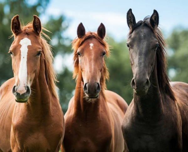 El caballo, compañero eterno