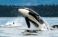 Día Mundial de la Orca: celebrar la especie