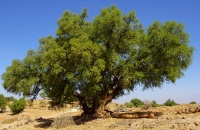 El polifacético árbol del argán