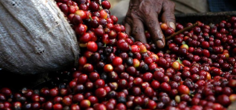 La FAO alerta sobre la volatilidad de los precios del café, el cacao y el té