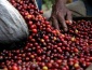 La FAO alerta sobre la volatilidad de los precios del café, el cacao y el té