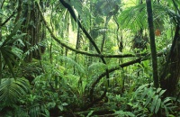 El futuro le pertenece a las zonas tropicales
