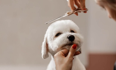 Taller de peluquería canina en Villa Palacios