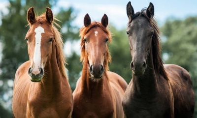El caballo, compañero eterno