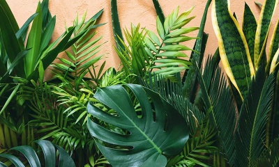 Bioseguridad vegetal para la seguridad alimentaria