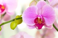 Primera jornada de la exposición de orquídeas, bromelias y cactus