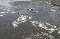 La Corte de Justicia revoca la sentencia del amparo por la mortandad de peces en el dique El Tunal