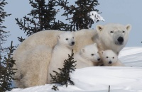 Se celebra hoy el Día Internacional del Oso Polar
