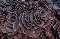Descubierto uno de los mayores arrecifes de coral del mundo