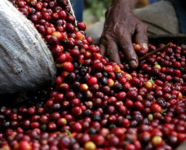 La FAO alerta sobre la volatilidad de los precios del café, el cacao y el té