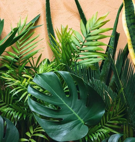 Bioseguridad vegetal para la seguridad alimentaria