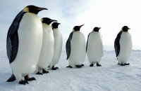 El pingüino, en peligro por el cambio climático y la contaminación