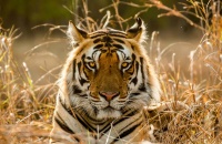 29 de julio: Día Internacional del Tigre