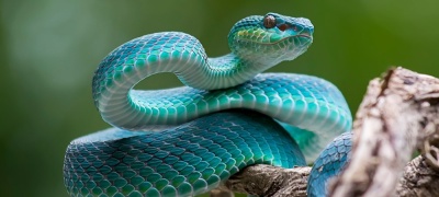 16 de julio: Día Mundial de la Serpiente