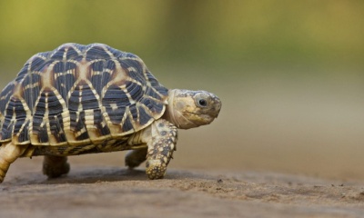 23 de mayo: Día Mundial de la Tortuga