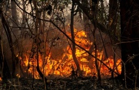 El gobierno presentará mañana un plan de trabajo para afrontar la temporada de incendios forestales