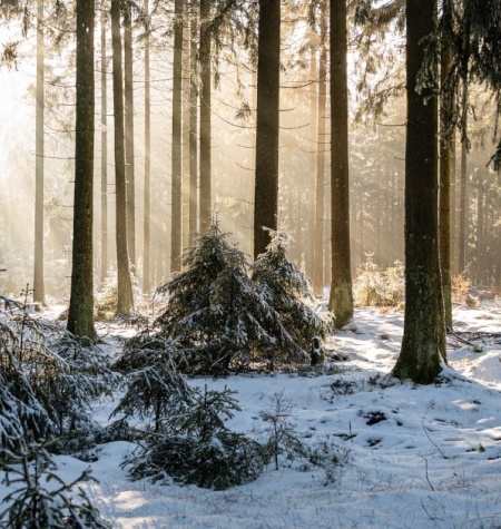 Salvar los bosques significa proteger ecosistemas, no solo plantar árboles