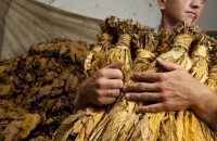 28 de octubre: Día Mundial de los Productores de Tabaco