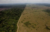 Sudamérica registra la mayor pérdida de bosques del planeta en la última década