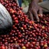 La FAO alerta sobre la volatilidad de los precios del café, el cacao y el té