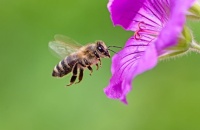 Las abejas: inspiradas por la naturaleza para nutrirnos a todos
