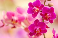 Se celebra hoy el Día Internacional de las Flores