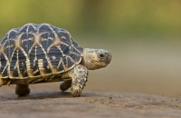 23 de mayo: Día Mundial de la Tortuga