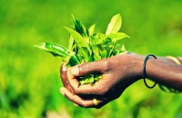 15 de diciembre: Día Internacional del Té