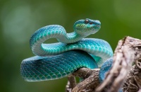 16 de julio: Día Mundial de la Serpiente