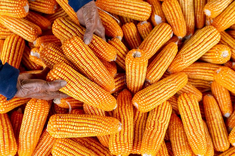El gobierno elimina las retenciones a las exportaciones de productos orgánicos y agroindustriales