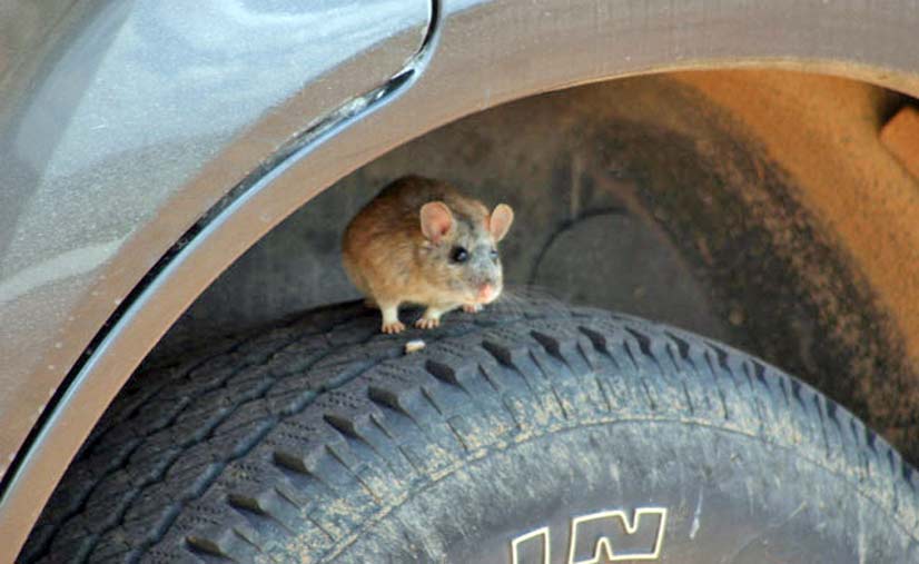 El gobierno de Salta insta a reforzar las medidas de prevención del hantavirus