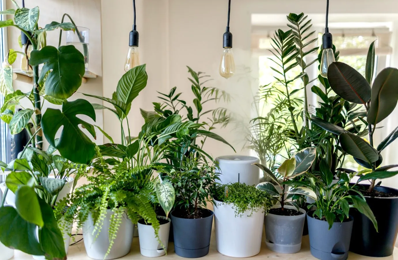 13 de abril: Día Internacional de la Apreciación de las Plantas