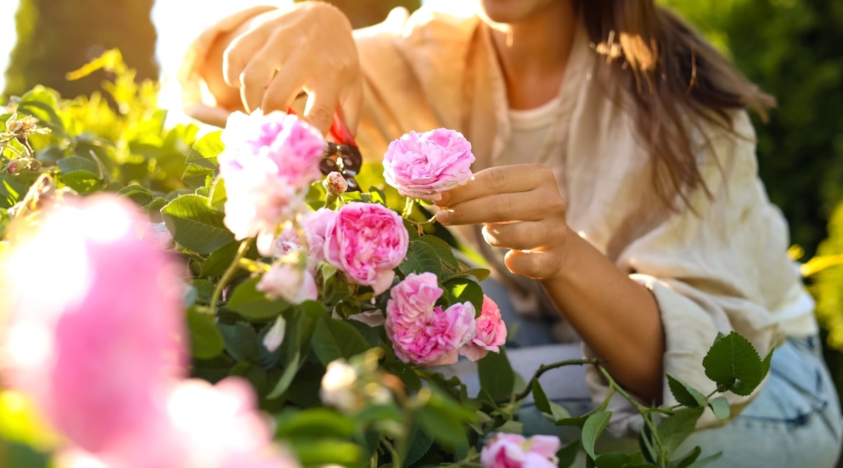 Comienza hoy 'Flora Insólita' en el Mercado Artesanal de Salta